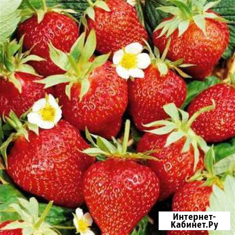 Рассада клубники с открытой корневой Черноморский - изображение 1
