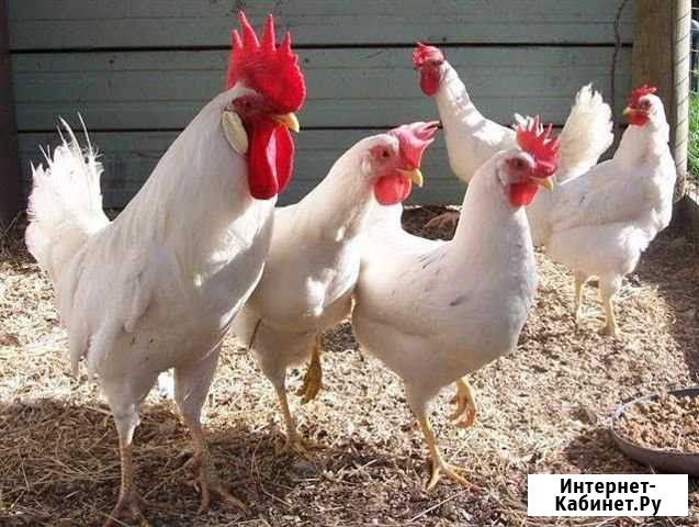Продам кур Шуя - изображение 1