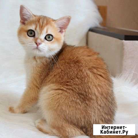 Британские шиншиллы Астрахань - изображение 1