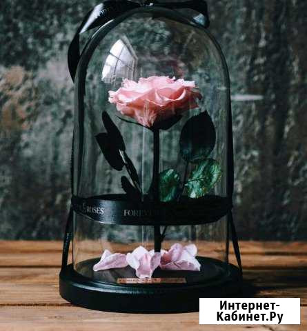 Rose love роза в колбе романтичная Долгопрудный - изображение 1