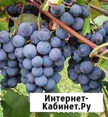 Виноград Изабелла Анапа