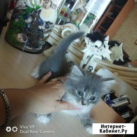 Самая красивая кошка Братск - изображение 1