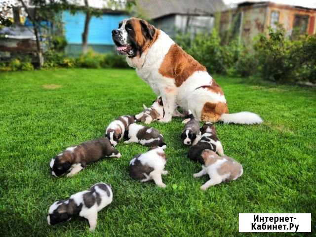 Щенки московской сторожевой Калуга - изображение 1