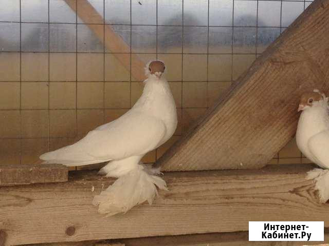 Продам голубей Краснознаменск - изображение 1