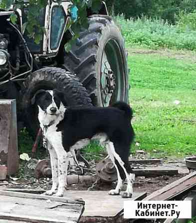 Помесь дратхаар Петропавловск-Камчатский