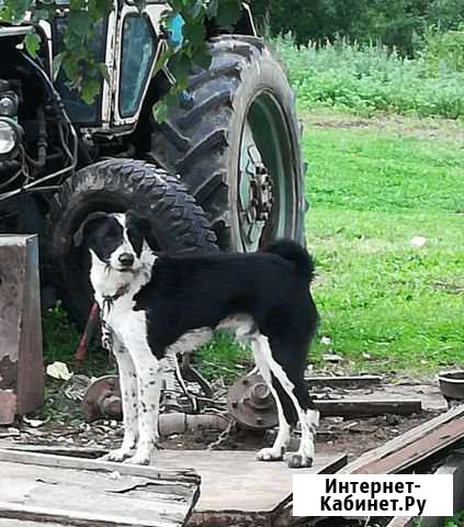Помесь дратхаар Петропавловск-Камчатский - изображение 1
