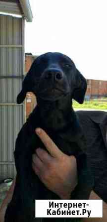 Щенок бесплатно Краснодар