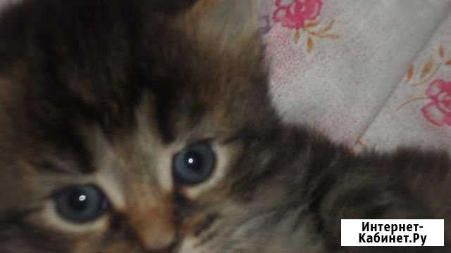 Котик по кличке пегас Щекино - изображение 1