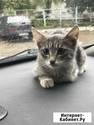 Котейка Бугульма - изображение 1