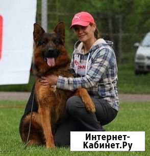 Племенные кобели. Щенки от них Жуковский - изображение 1