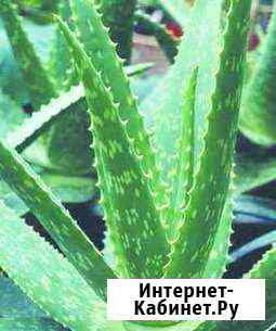 Алоэ-вера саженцы выращены в домашних условиях Лениногорск