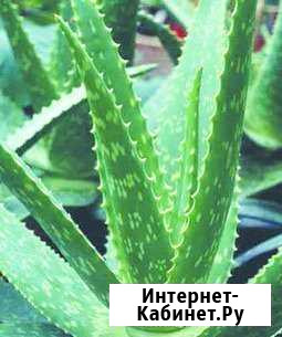 Алоэ-вера саженцы выращены в домашних условиях Лениногорск - изображение 1