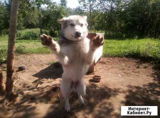 В добрые руки, разных собак Петропавловск-Камчатский