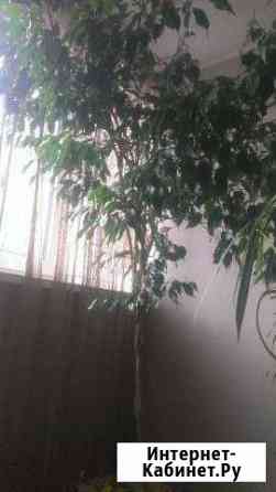 Продам комнатные растения Красноярск