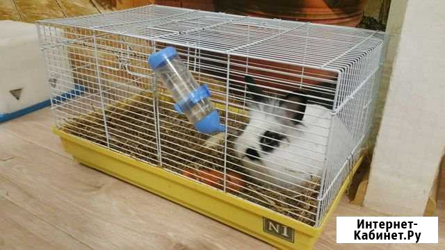 Кролик и клетка в подарок Краснодар - изображение 1