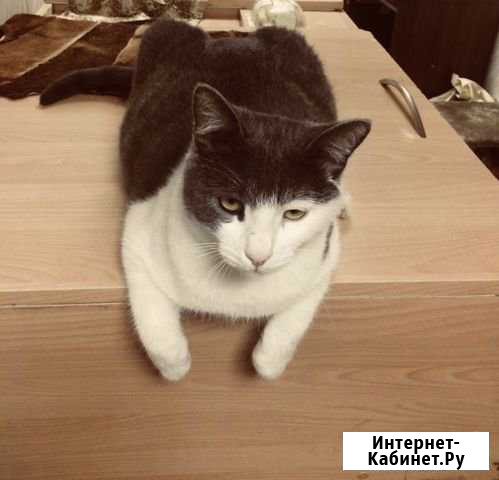 Пропал кот Нижнекамск - изображение 1