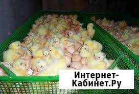 Суточный бройлер росс 308 Минеральные Воды