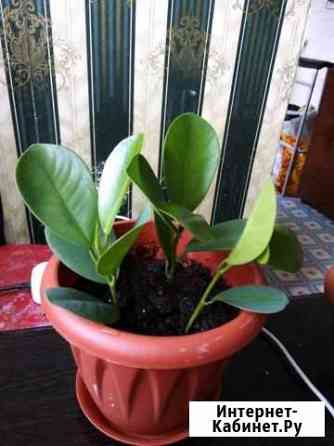 Фикус Казань