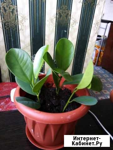 Фикус Казань - изображение 1