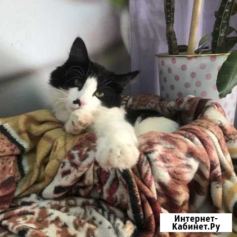Кот Вилючинск - изображение 1