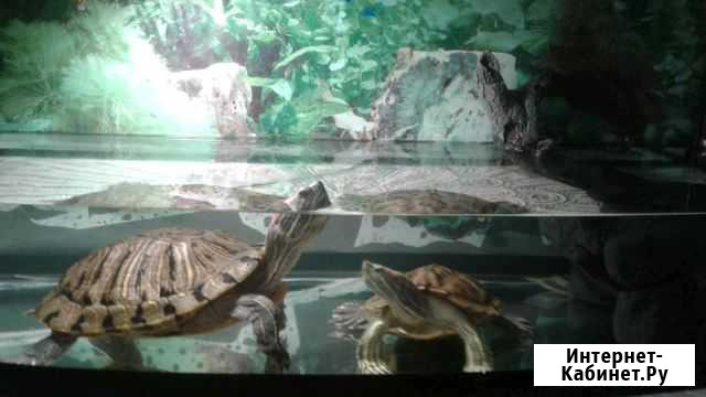 Черепаха Нижний Новгород - изображение 1