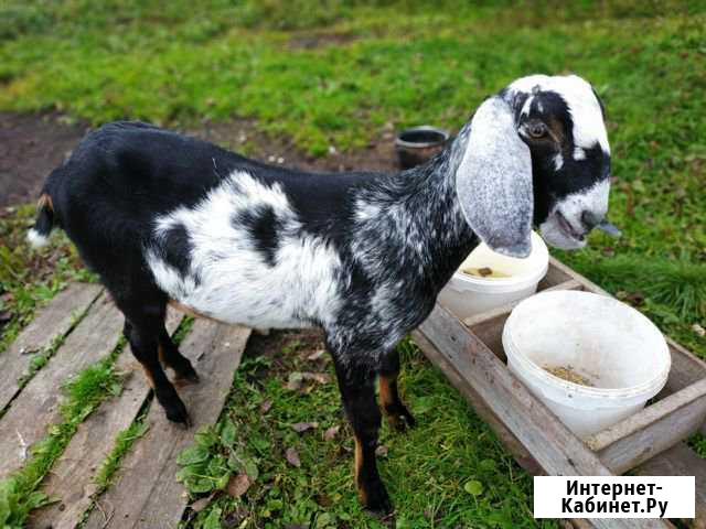 Продам Коз / Нубийская Коза и Козёл, Коза Зааненка Череповец - изображение 1