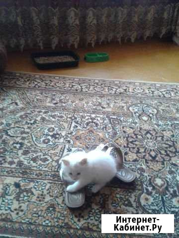 Котенок Кумертау - изображение 1