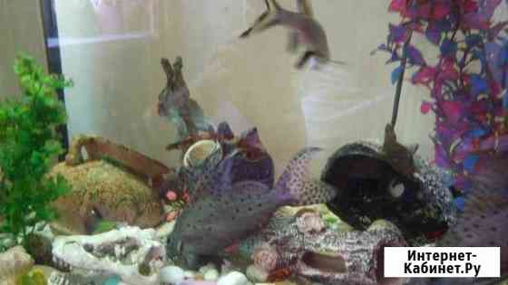 Синодонт/перистоусый/перевертыш сом; анциструс Санкт-Петербург