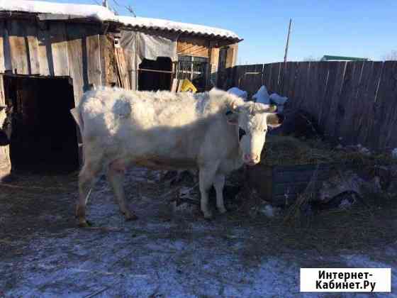 Продам корову стельную, телёнка Кунашак