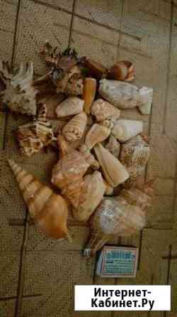 Ракушки для аквариума Чита