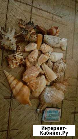Ракушки для аквариума Чита - изображение 1