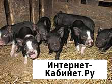 Вьетнамские вислобрюхие поросята Волово - изображение 1