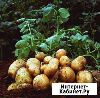 Продам картофель.Доставка Бийск
