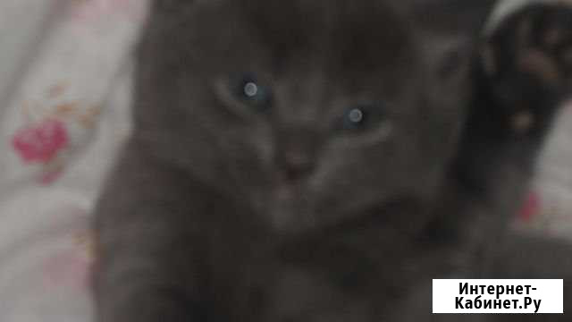 Котенок дымочка Щекино - изображение 1