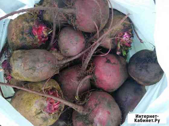 Свекла урожай 2019 г Красноярск