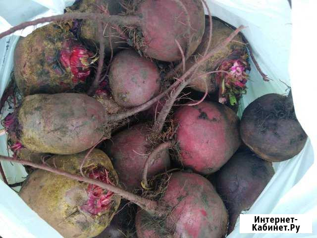 Свекла урожай 2019 г Красноярск - изображение 1