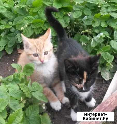 Котята в добрые руки Руза - изображение 1