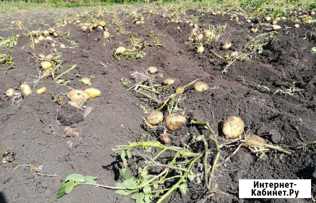 Продам картошку Пенза - изображение 1