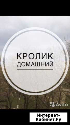 Мясо кролика Выкса - изображение 1