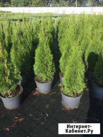 Пирамидальная туя Майкоп