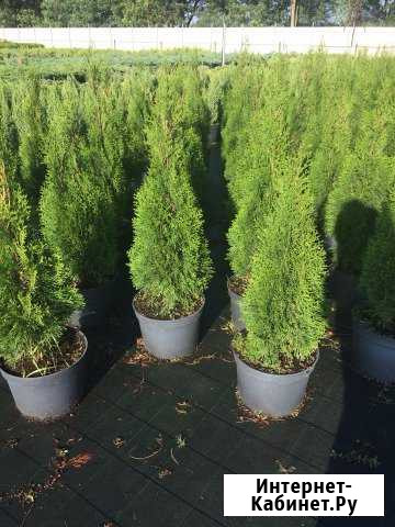 Пирамидальная туя Майкоп - изображение 1