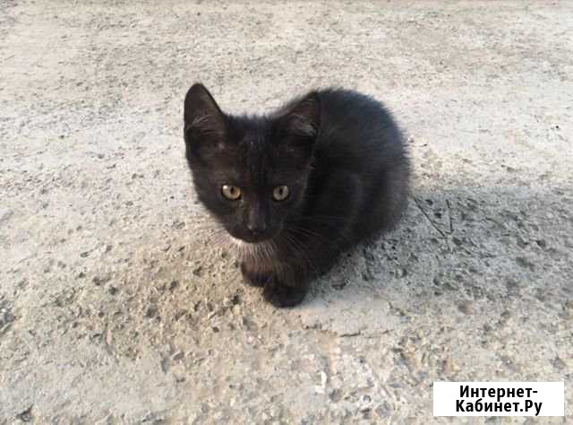Коты Невинномысск - изображение 1