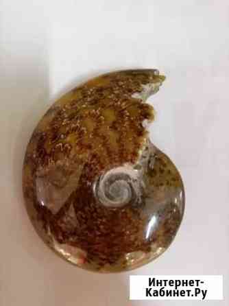 Аммонит-Амонит-Аммониты, древняя окаменелая ракушк Владивосток