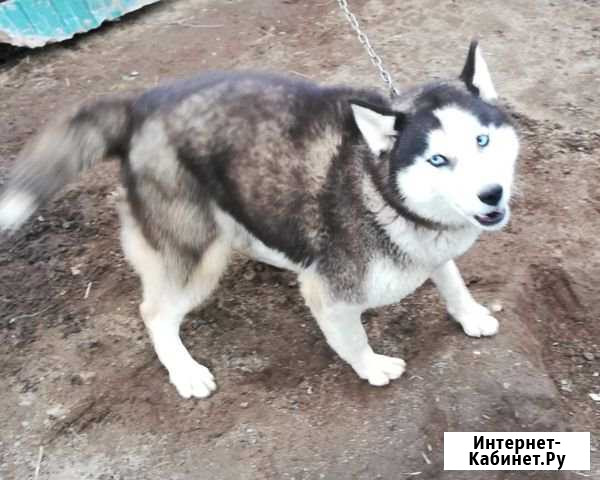 Хаски Петропавловск-Камчатский - изображение 1