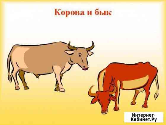 Корова и Бык вывоз Рязань