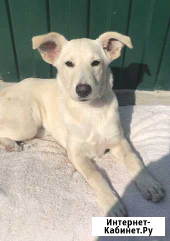 Отдам щенка Ростов-на-Дону - изображение 1