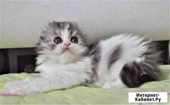 Девочка хайленд-фолд Тюмень