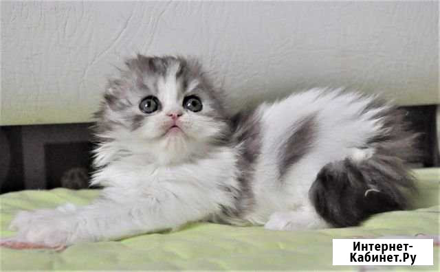 Девочка хайленд-фолд Тюмень - изображение 1