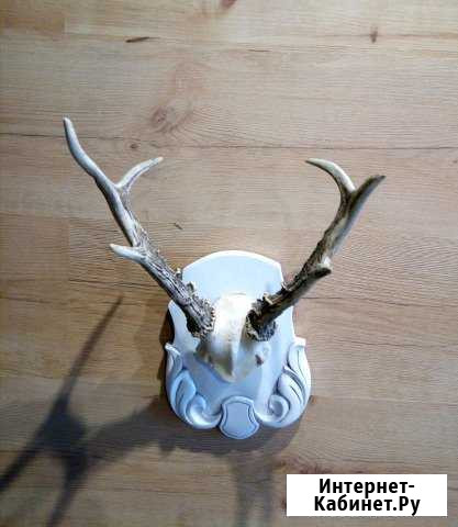 Рога косули Волгоград - изображение 1