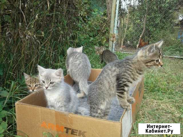Котята в добрые руки Мценск - изображение 1